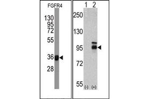 Western Blotting (WB) image for anti-Fibroblast Growth Factor Receptor 4 (FGFR4) antibody (ABIN356413)