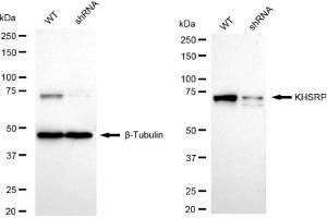 Western blotting analysis using KHSRP antibody (ABIN7799194).