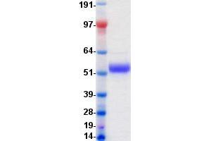 Validation with Western Blot (EPH Receptor A6 Protein (Epha6) (DYKDDDDK-His Tag))