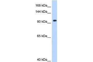 WB Suggested Anti-SF3A1 Antibody Titration:  0. (SF3A1 Antikörper  (N-Term))