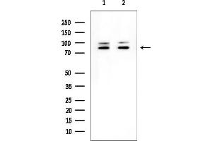 Western blot analysis of lysates from various samples, using PTPN12 Mouse Monoclonal Antibody at 1/1000 dilution.