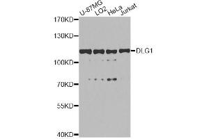 Western blot analysis of extracts of various cell lines, using DLG1 antibody. (DLG1 Antikörper)