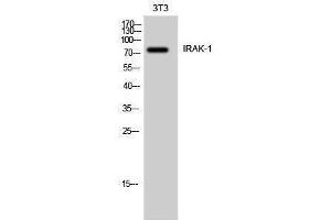 Western Blotting (WB) image for anti-Interleukin-1 Receptor-Associated Kinase 1 (IRAK1) (Ser6) antibody (ABIN3185220) (IRAK1 Antikörper  (Ser6))