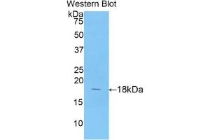 Detection of Recombinant ANXA4, Porcine using Polyclonal Antibody to Annexin A4 (ANXA4) (Annexin IV Antikörper  (AA 3-151))