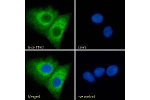 Immunofluorescence (IF) image for anti-Tryptophan Hydroxylase 2 (TPH2) (Internal Region) antibody (ABIN185533)