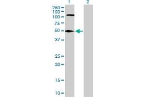 Western Blot analysis of FEN1 expression in transfected 293T cell line by FEN1 MaxPab polyclonal antibody. (FEN1 Antikörper  (AA 1-380))