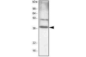 NIH 3T3 cell lysates(30 ug) were resolved by SDS-PAGE, transferred to PVDF membrane and probed with anti-human C/EBP-beta antibody (1:1,000). (CEBPB Antikörper  (AA 1-271))