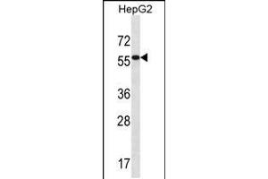 Western blot analysis in HepG2 cell line lysates (35ug/lane). (ALDH3B2 Antikörper  (C-Term))