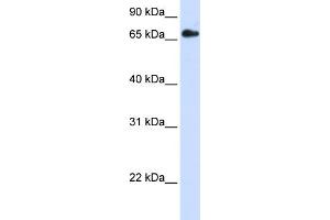 WB Suggested Anti-RXRB Antibody Titration: 0.