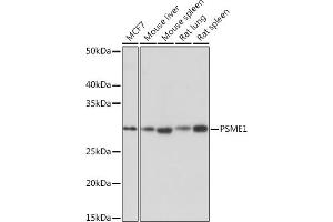 Western blot analysis of extracts of various cell lines, using PSME1 Rabbit mAb (ABIN7269590) at 1:1000 dilution. (PSME1 Antikörper)