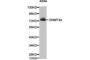 Western Blotting (WB) image for anti-DNA (Cytosine-5-)-Methyltransferase 3 alpha (DNMT3A) antibody (ABIN1872325) (DNMT3A Antikörper)