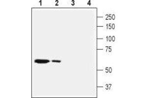 Western blot analysis of mouse liver (lanes 1 and 3) and rat heart (lanes 2 and 4) membranes: - 1,2.
