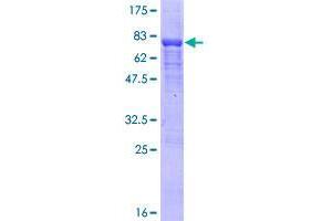 WDR18 Protein (AA 1-432) (GST tag)