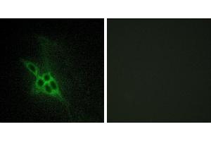 Peptide - +Immunohistochemistry analysis of paraffin-embedded human brain tissue using EPHB1/2/3 antibody. (EPH Receptor B1/2/3 (Internal Region) Antikörper)
