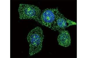 Confocal immunofluorescent analysis of ACOX1 antibody with HeLa cells followed by Alexa Fluor 488-conjugated goat anti-mouse lgG (green). (ACOX1 Antikörper)