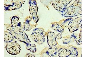 Immunohistochemistry of paraffin-embedded human placenta tissue using ABIN7171227 at dilution of 1:100 (Syntaxin 12 Antikörper  (AA 1-250))