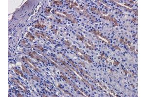 Immunohistochemical staining of rat stomach tissue using anti-EGFR antibody  C225 (Cetuximab) Anti-EGFR staining of formaldehyde fixed paraffin embedded rat stomach tissue, at 40x magnification. (Rekombinanter EGFR (Cetuximab Biosimilar) Antikörper)