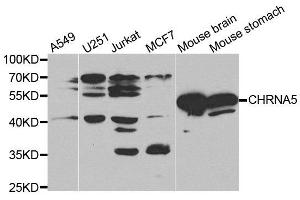 Western blot analysis of extracts of mouse brain tissue cell lines, using CHRNA5 antibody.