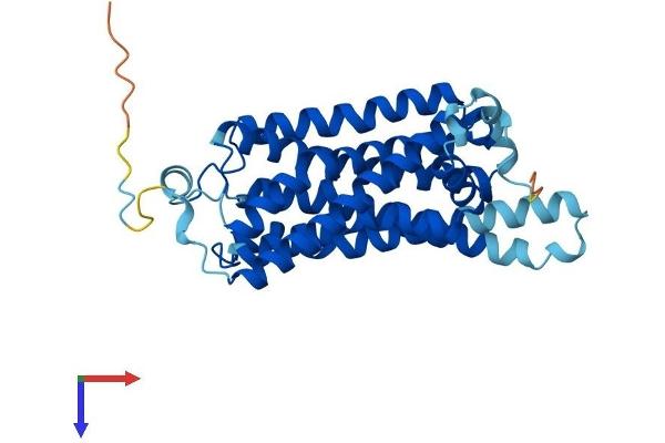 GPR58 Protein (AA 1-339) (His tag)