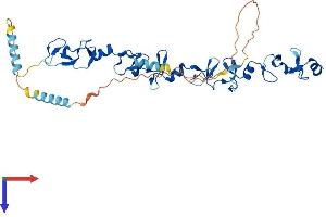 Leupaxin Protein (LPXN) (AA 1-386) (His tag)