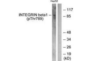 Western blot analysis of extracts from HepG2 cells treated with Ca2+ 40uM 30', using Integrin beta1 (Phospho-Thr789) Antibody. (ITGB1 Antikörper  (pThr789))