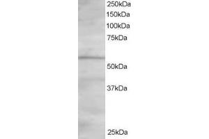 ABIN185116 staining (1. (OSBPL2 Antikörper  (C-Term))