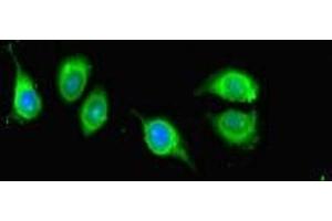 Immunofluorescent analysis of A549 cells using ABIN7157230 at dilution of 1:100 and Alexa Fluor 488-congugated AffiniPure Goat Anti-Rabbit IgG(H+L) (KANSL1 Antikörper  (AA 815-1086))