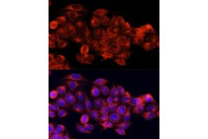 Immunofluorescence (IF) image for anti-ATG5 Autophagy Related 5 (ATG5) (AA 1-275) antibody (ABIN3020674)