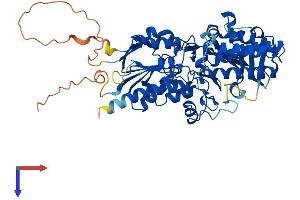SMOX Protein (AA 1-555) (His tag)