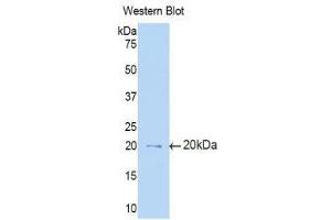 Western Blotting (WB) image for anti-Interleukin 3 Receptor, alpha (IL3RA) (AA 17-166) antibody (ABIN1859426) (IL3RA Antikörper  (AA 17-166))