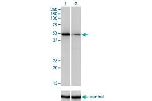 Western blot analysis of ZNF207 over-expressed 293 cell line, cotransfected with ZNF207 Validated Chimera RNAi (Lane 2) or non-transfected control (Lane 1). (ZNF207 Antikörper  (AA 1-110))