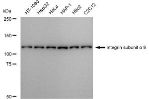 anti-Integrin alpha-9 (ITGA9) antibody
