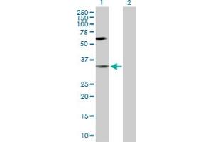 Western Blot analysis of MAPK14 expression in transfected 293T cell line by MAPK14 MaxPab polyclonal antibody.