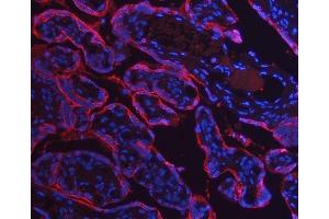 IF analysis of Annexin A10/ANXA10 using anti-Annexin A10/ANXA10 antibody (ABIN7601853). (Annexin a10 Antikörper  (AA 49-324))