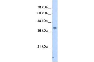 PIP3-E antibody used at 2. (ICEF1 Antikörper  (C-Term))