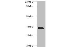 Western blot All lanes: Mitochondrial brown fat uncoupling protein 1 antibody at 2 μg/mL + Mouse kidney tissue Secondary Goat polyclonal to rabbit IgG at 1/10000 dilution Predicted band size: 33 kDa Observed band size: 33 kDa (UCP1 Antikörper  (AA 1-307))