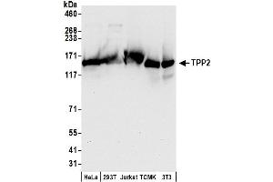 anti-Tripeptidyl Peptidase II (Tpp2) (AA 1-50) antibody