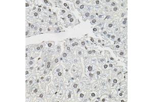 Immunohistochemistry of paraffin-embedded mouse liver using TCEB1 antibody (ABIN6131624, ABIN6148930, ABIN6148932 and ABIN6219151) (40x lens). (TCEB1 Antikörper  (AA 1-112))