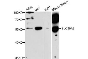 Western blot analysis of extracts of various cell lines, using SLC30A8 antibody (ABIN5995937) at 1:3000 dilution. (SLC30A8 Antikörper)