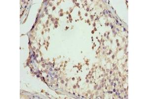 Immunohistochemistry of paraffin-embedded human testis tissue using ABIN7160688 at dilution of 1:100 (GNS Antikörper  (AA 293-552))