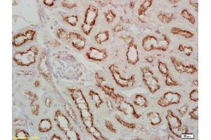 Formalin-fixed and paraffin embedded mouse kidney labeled Anti-Fx1A Polyclonal Antibody, Unconjugated (ABIN675159) at 1:200, followed by conjugation to the secondary antibody and DAB staining (Fx1a Antikörper)