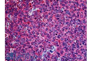 ABIN6391382 (2. (PTTG1 Antikörper  (Internal Region))