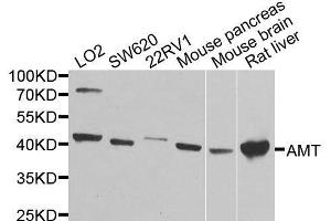 Western blot analysis of extracts of various cell lines, using AMT antibody. (Aminomethyltransferase Antikörper  (AA 107-386))