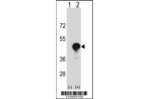 Western blot analysis of CD1C using rabbit polyclonal CD1C Antibody using 293 cell lysates (2 ug/lane) either nontransfected (Lane 1) or transiently transfected (Lane 2) with the CD1C gene.