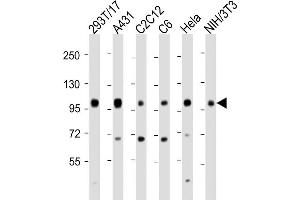 All lanes : Anti-IGF1 Receptor (IGF1R) Antibody (C-term) at 1:2000 dilution Lane 1: 293T/17 whole cell lysate Lane 2: A431 whole cell lysate Lane 3: C2C12 whole cell lysate Lane 4: C6 whole cell lysate Lane 5: Hela whole cell lysate Lane 6: NIH/3T3 whole cell lysate Lysates/proteins at 20 μg per lane. (IGF1R Antikörper  (C-Term))