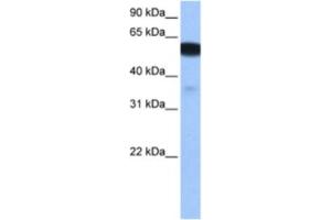 Western Blotting (WB) image for anti-Na+/H+ Exchanger Domain Containing 1 (NHEDC1) antibody (ABIN2463480)