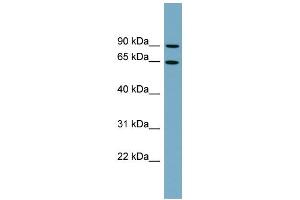 WB Suggested Anti-SLC12A8 Antibody Titration:  0. (SLC12A8 Antikörper  (N-Term))