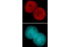 Histone H3 acetyl Lys23 pAb tested by immunofluorescence. (Histone 3 Antikörper  (H3K23ac))