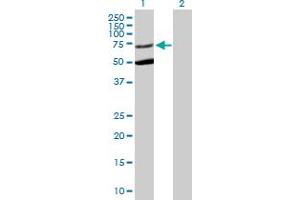 Western Blot analysis of STXBP3 expression in transfected 293T cell line by STXBP3 MaxPab polyclonal antibody. (STXBP3 Antikörper  (AA 1-592))