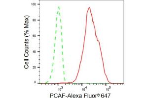 Flow cytometric analysis of PCAF expression in HT- cells using PCAF antibody (ABIN7799154), 1:2,000). (Rekombinanter KAT2B Antikörper)